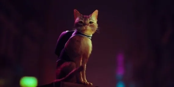 Stray