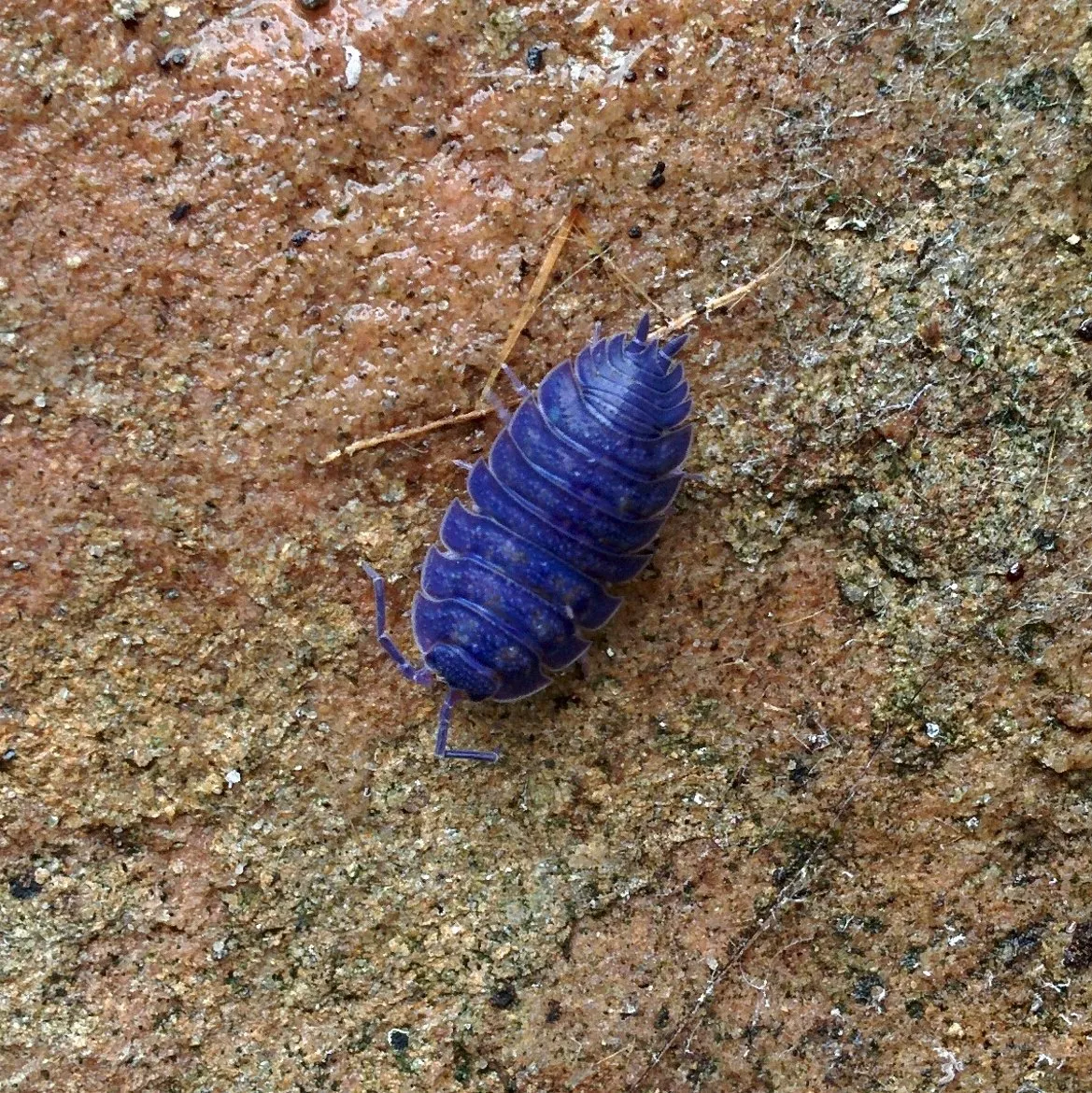 Purple woodlouse